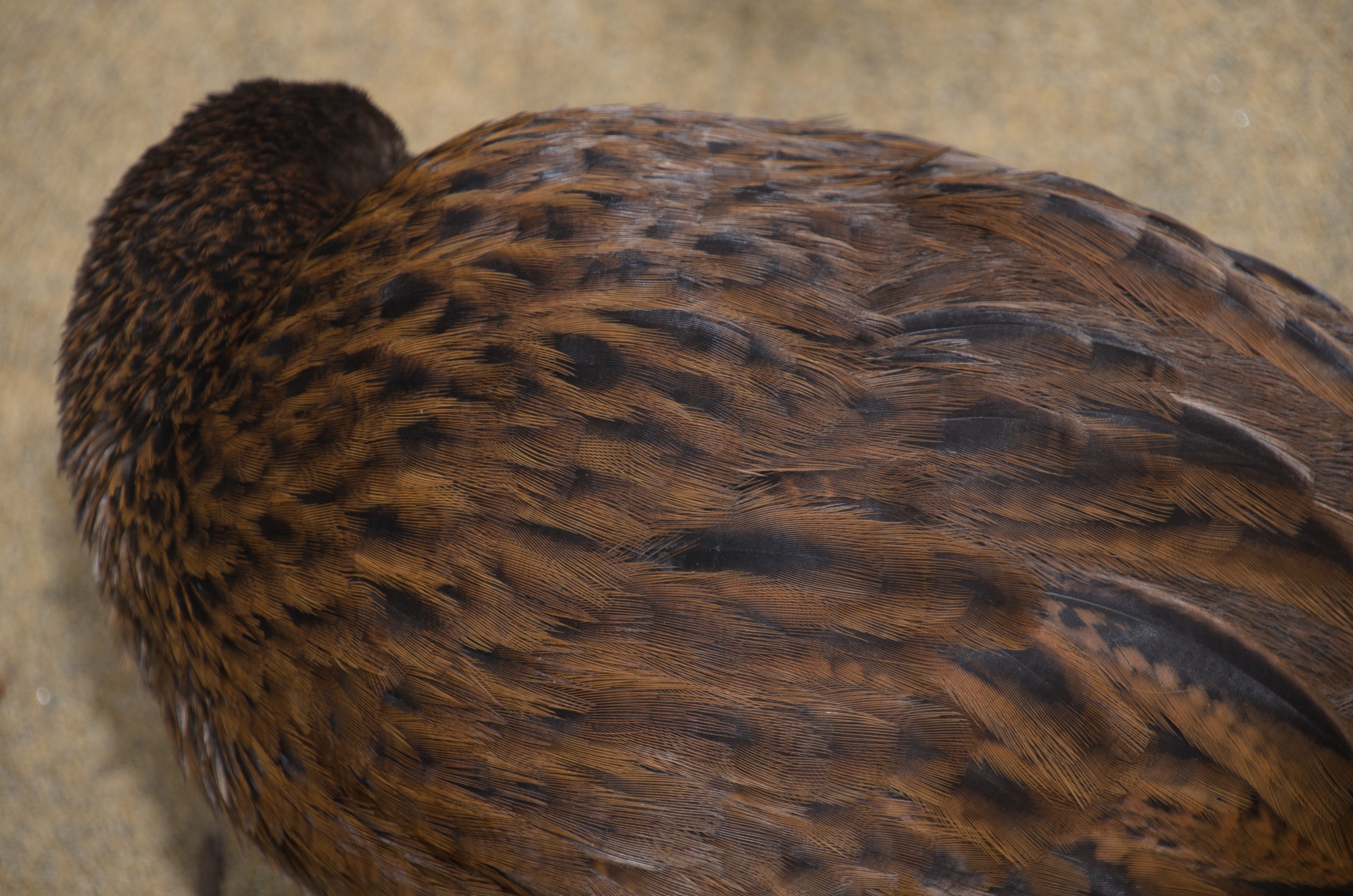 DSC_2486 – Adventure, Crispin, Gallirallus australis scotti, Island, March 2017, National Park, New, New Zealand, Rakiura, South, Stewart, Ulva, Weka, Zealand, brown, cheeky, subspecies